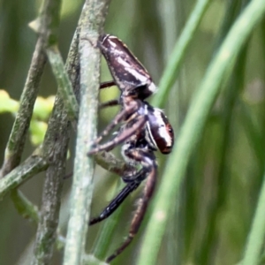 Opisthoncus nigrofemoratus at Mount Ainslie - 7 Dec 2023