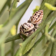 Unidentified Jumping or peacock spider (Salticidae) at Ainslie, ACT - 7 Dec 2023 by Hejor1