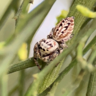 Opisthoncus sp. (genus) at Ainslie, ACT - 7 Dec 2023 by Hejor1