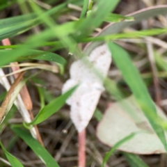 Taxeotis (genus) (Unidentified Taxeotis geometer moths) at Ainslie, ACT - 7 Dec 2023 by Hejor1