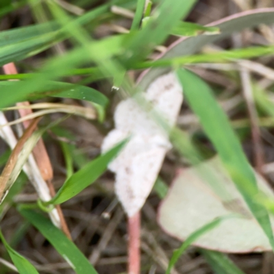 Taxeotis (genus) (Unidentified Taxeotis geometer moths) at Mount Ainslie - 7 Dec 2023 by Hejor1