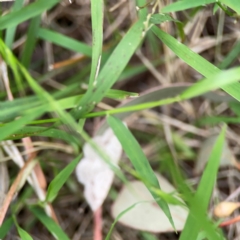 Taxeotis (genus) at Mount Ainslie - 7 Dec 2023