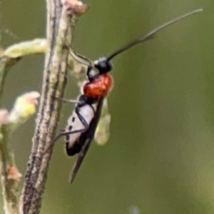 Braconidae (family) at Mount Ainslie - 7 Dec 2023