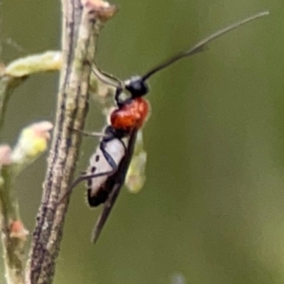 Braconidae (family) (Unidentified braconid wasp) at Downer, ACT - 7 Dec 2023 by Hejor1