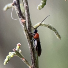 Braconidae (family) at Mount Ainslie - 7 Dec 2023 04:19 PM