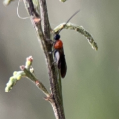 Braconidae (family) at Mount Ainslie - 7 Dec 2023 04:19 PM