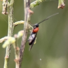 Braconidae (family) at Mount Ainslie - 7 Dec 2023