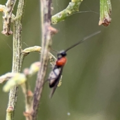 Braconidae (family) at Mount Ainslie - 7 Dec 2023