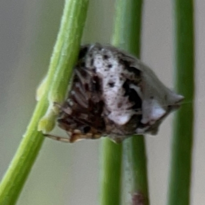 Phoroncidia sextuberculata (Six-knobbed Phoroncidia) at Mount Ainslie - 7 Dec 2023 by Hejor1