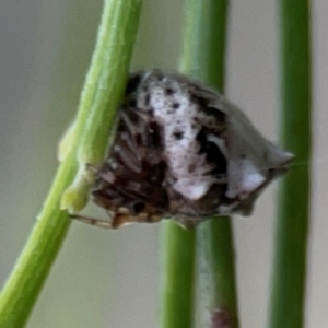 Phoroncidia sextuberculata at Mount Ainslie - 7 Dec 2023