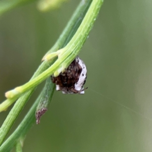 Phoroncidia sextuberculata at Mount Ainslie - 7 Dec 2023