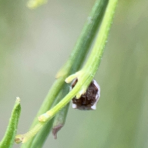 Phoroncidia sextuberculata at Mount Ainslie - 7 Dec 2023