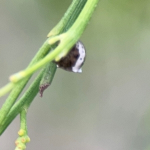 Phoroncidia sextuberculata at Mount Ainslie - 7 Dec 2023 04:19 PM