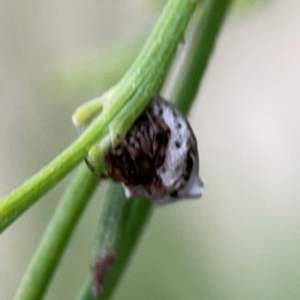 Phoroncidia sextuberculata at Mount Ainslie - 7 Dec 2023