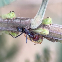 Iridomyrmex purpureus (Meat Ant) at Ainslie, ACT - 7 Dec 2023 by Hejor1