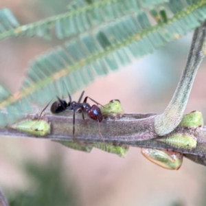 Iridomyrmex purpureus at Mount Ainslie - 7 Dec 2023