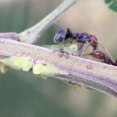 Iridomyrmex purpureus at Mount Ainslie - 7 Dec 2023