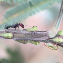 Iridomyrmex purpureus at Mount Ainslie - 7 Dec 2023