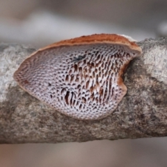 Unidentified Shelf-like to hoof-like & usually on wood at Broulee Moruya Nature Observation Area - 7 Dec 2023 by LisaH