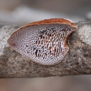 Unidentified Shelf-like to hoof-like & usually on wood at suppressed by LisaH
