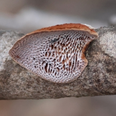 Unidentified Shelf-like to hoof-like & usually on wood at Broulee Moruya Nature Observation Area - 7 Dec 2023 by LisaH