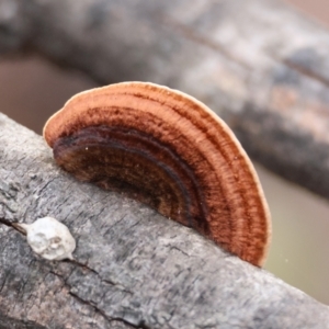 Phaeotrametes decipiens at Moruya, NSW - suppressed