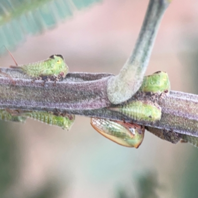 Sextius virescens (Acacia horned treehopper) at Mount Ainslie - 7 Dec 2023 by Hejor1