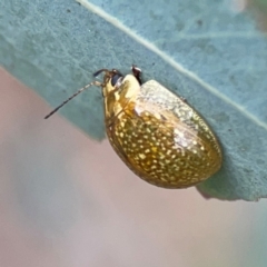 Paropsisterna cloelia (Eucalyptus variegated beetle) at Mount Ainslie - 7 Dec 2023 by Hejor1