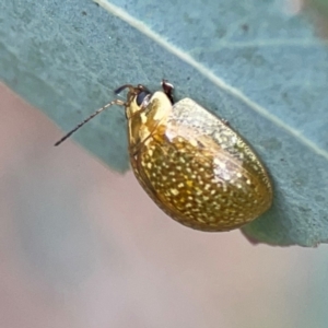 Paropsisterna cloelia at Mount Ainslie - 7 Dec 2023