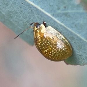 Paropsisterna cloelia (Eucalyptus variegated beetle) at Mount Ainslie by Hejor1