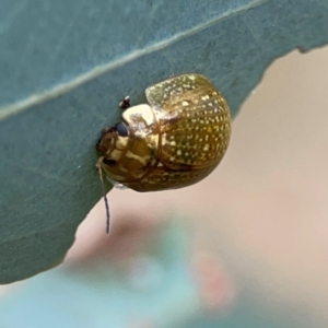 Paropsisterna cloelia at Mount Ainslie - 7 Dec 2023