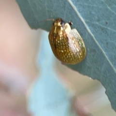 Paropsisterna cloelia at Mount Ainslie - 7 Dec 2023