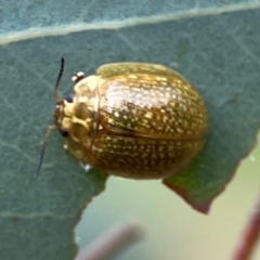 Paropsisterna cloelia at Mount Ainslie - 7 Dec 2023