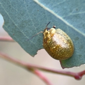 Paropsisterna cloelia at Mount Ainslie - 7 Dec 2023