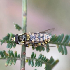 Simosyrphus grandicornis (Common hover fly) at Downer, ACT - 7 Dec 2023 by Hejor1