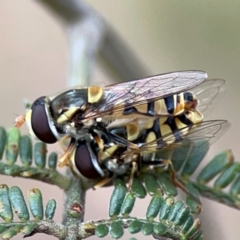 Simosyrphus grandicornis at Mount Ainslie - 7 Dec 2023