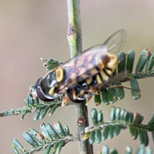 Simosyrphus grandicornis at Mount Ainslie - 7 Dec 2023