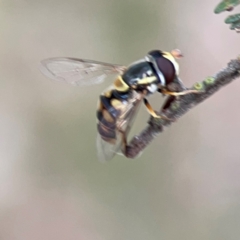 Simosyrphus grandicornis at Mount Ainslie - 7 Dec 2023