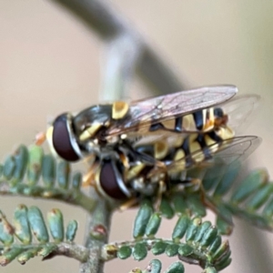 Simosyrphus grandicornis at Mount Ainslie - 7 Dec 2023