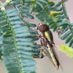 Odontomyia decipiens (Green Soldier Fly) at Mount Ainslie - 7 Dec 2023 by Hejor1