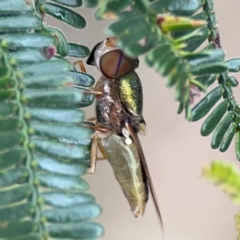 Odontomyia decipiens at Mount Ainslie - 7 Dec 2023 04:14 PM