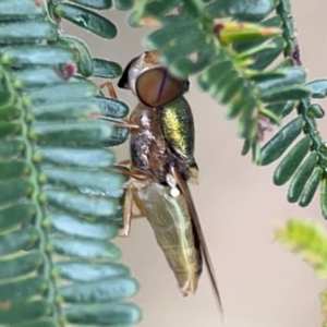 Odontomyia decipiens at Mount Ainslie - 7 Dec 2023