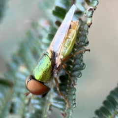 Odontomyia decipiens at Mount Ainslie - 7 Dec 2023