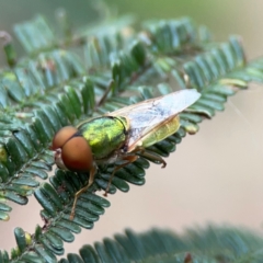 Odontomyia decipiens at Mount Ainslie - 7 Dec 2023