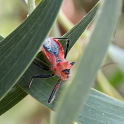 Gminatus australis (Orange assassin bug) at Downer, ACT - 7 Dec 2023 by Hejor1