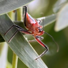 Gminatus australis at Mount Ainslie - 7 Dec 2023