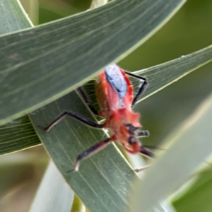 Gminatus australis at Mount Ainslie - 7 Dec 2023