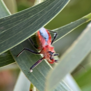 Gminatus australis at Mount Ainslie - 7 Dec 2023