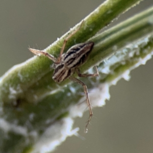 Oxyopes elegans at Mount Ainslie - 7 Dec 2023