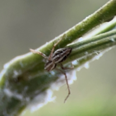 Oxyopes elegans at Mount Ainslie - 7 Dec 2023